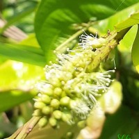 <i>Combretum acuminatum</i>  Roxb.